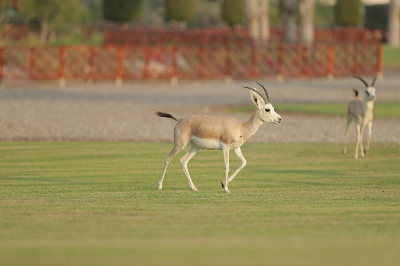 Al Maya Island & Resort Abou Dabi Extérieur photo